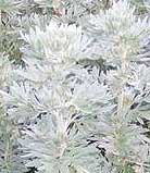 Wormwood Artemisia absinthium